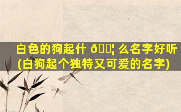 白色的狗起什 🐦 么名字好听(白狗起个独特又可爱的名字)